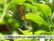 calopteryxviergemale2.jpg