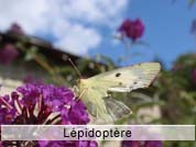 lepidoptere4.jpg