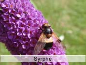 syrphe.jpg