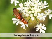 telephorefauve.jpg