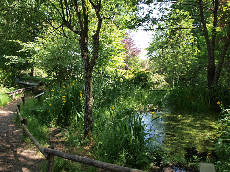 jardins cite des insectes mare