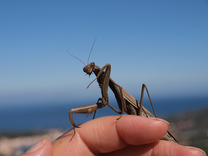 manipulation insectes cite des insectes mante religieuse