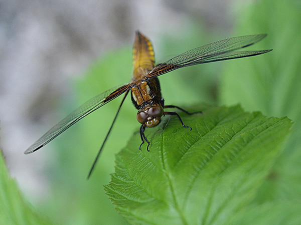 cite insectes libellule deprimee