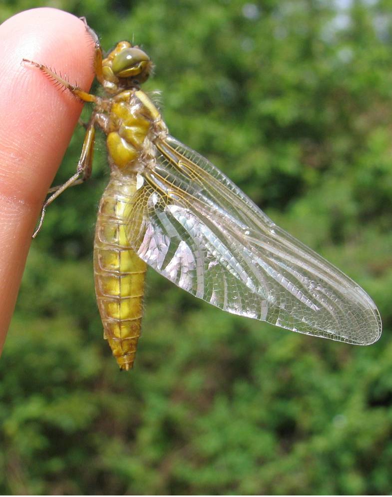 cite des insectes nedde libellule deprimeee naissance