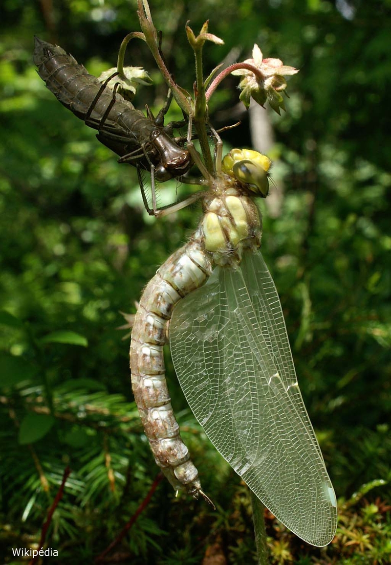 cite des insectes nedde libellule transformation 2