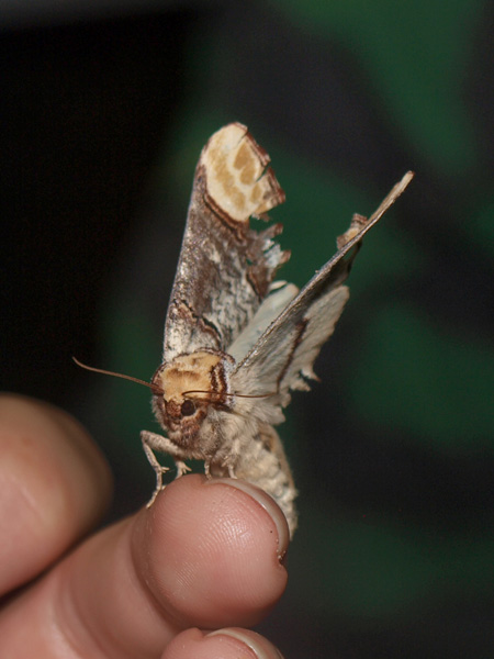 cite insectes nedde Papillon racontes nous ta nuit 2019 3