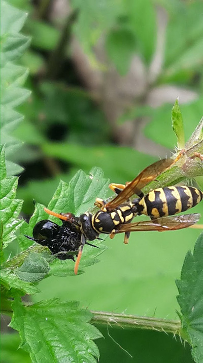 cite insectes nedde animation famille 2019 1