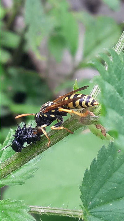 cite insectes nedde residence Frederic Hauwel 2019 2