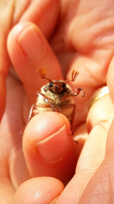 cite insectes nedde residence Frederic Hauwel 2019 3