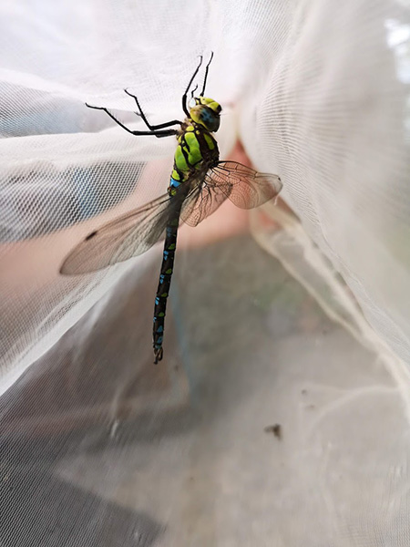 cite insectes nedde sortie insectes 2019 1