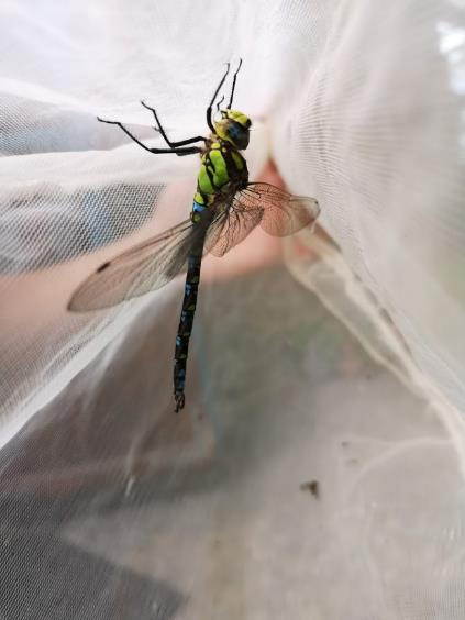 animation cite des insectes nedde A la rencontre des insectes aquatiques 01