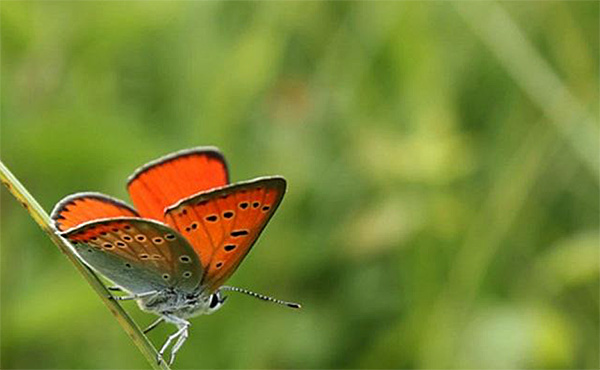 animation famille cite des insectes nedde L histoire des Hommes et des papillons