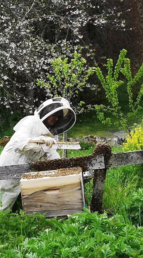 animation famille cite des insectes nedde abeille sentinelle de environnement