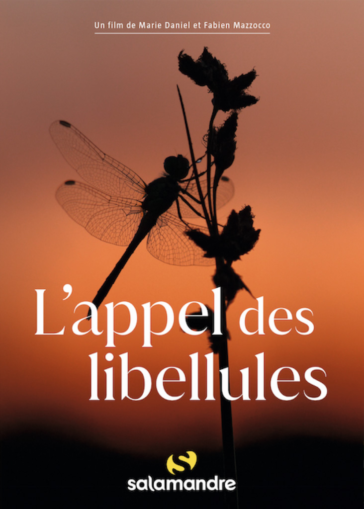 animation famille cite des insectes nedde l appel des libellules