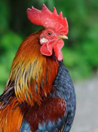 cite des insectes nedde Melanie Bardet en animation