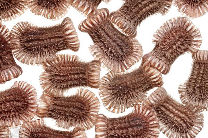 cite des insectes nedde Oeufs de phasme feuille