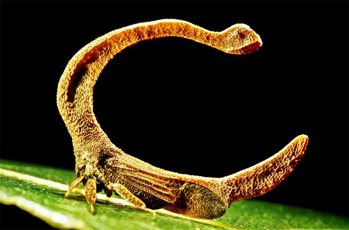 exposition cite des insectes nedde Les insectes dans la Pop Culture Richard Wilkinson