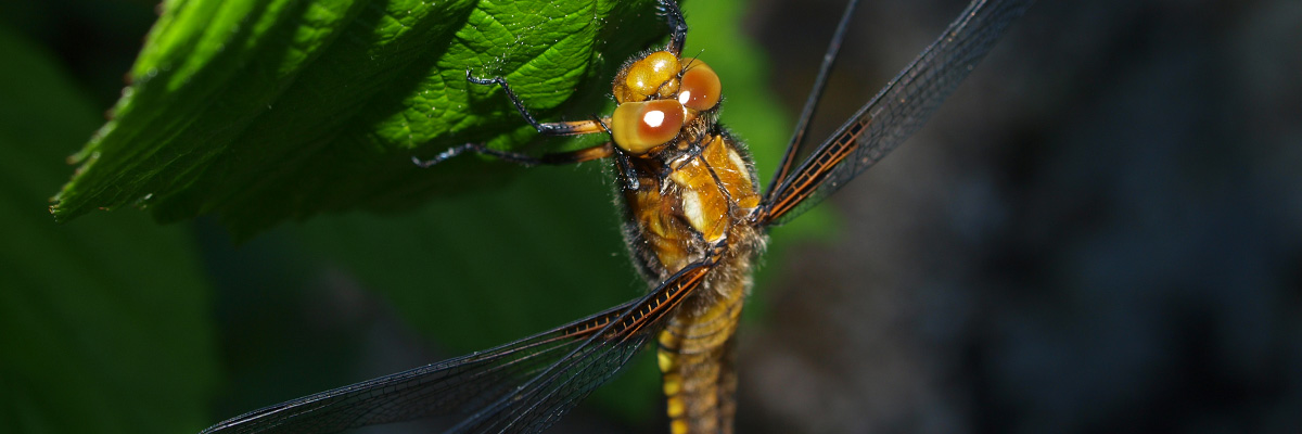 cite des insectes zoom 006