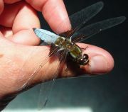 libellule-deprimee-sur-pouce