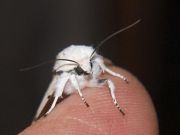 papillon-de-nuit-blanc