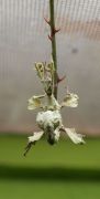 phasme-tiaratum