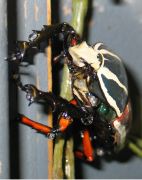 coleoptere