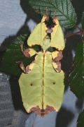 phasme-feuille-vivarium
