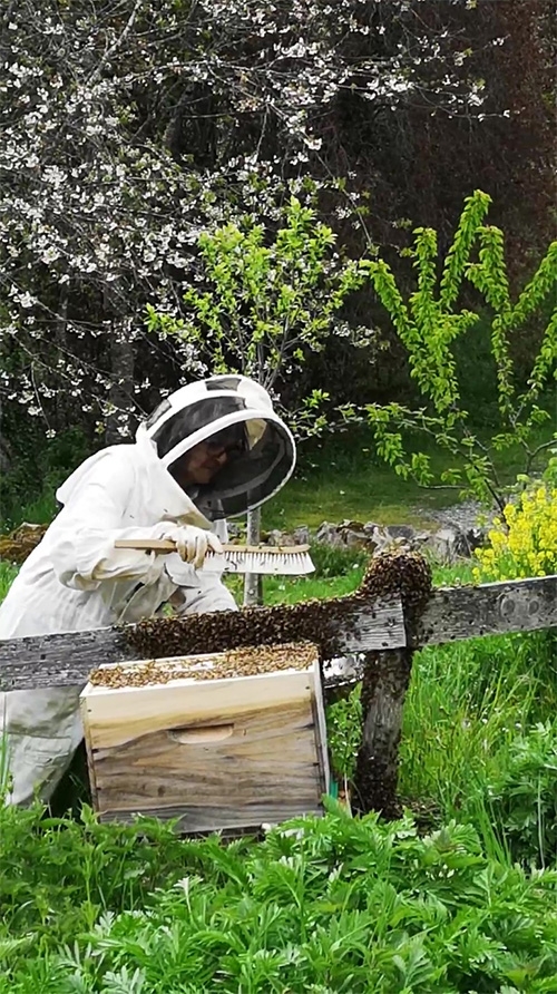 animation-famille_cite-des-insectes_nedde_abeille-sentinelle-de-l-environnement