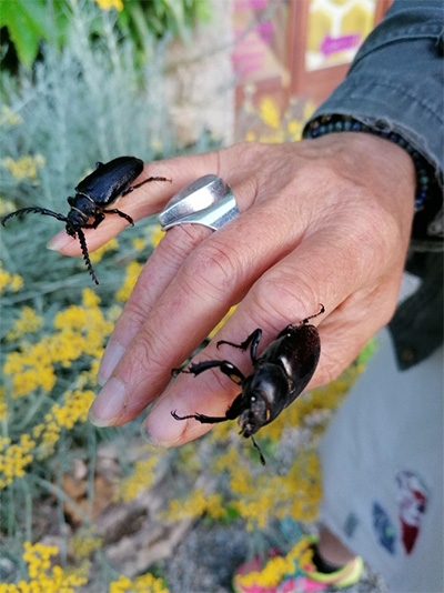 animation-famille_cite-des-insectes_nedde_insectes-et-plantes--laissons-les-vivre-2