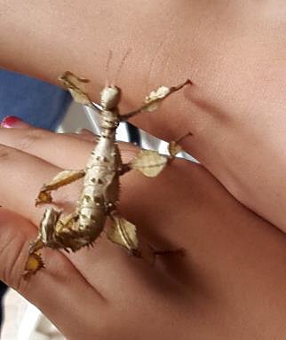 cite-des-insectes_nedde_Manipulation-insectes