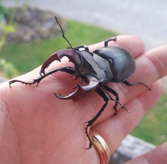 cite-des-insectes_nedde_Nuit-des-Musees-sous-le-signe-de-l-Odyssee-Créative-2