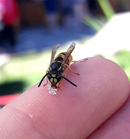 residence_cite-des-insectes_nedde_Antoine-Laurent-zoom-sur-les-insectes-qui-piquent-2