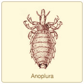 anoplura.jpg