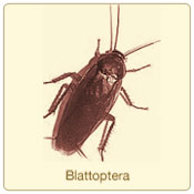 blattoptera.jpg