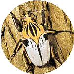 coleoptera