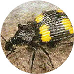 coleoptera