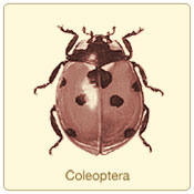 coleoptera.jpg