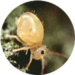 collembola-01.jpg