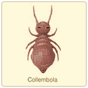 collembola.jpg