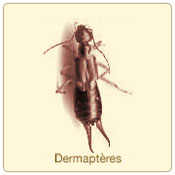 dermapteres.jpg