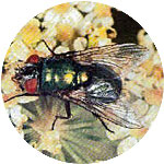 diptera