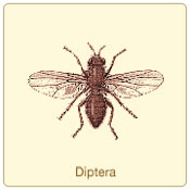 diptera.jpg