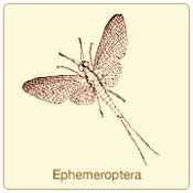 ephemeroptera.jpg