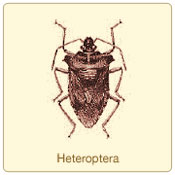 heteroptera.jpg