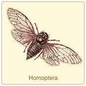 homoptera.jpg