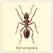 hymenoptera.jpg