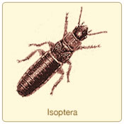 isoptera.jpg
