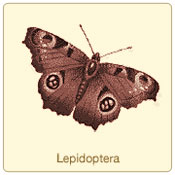 lepidoptera.jpg