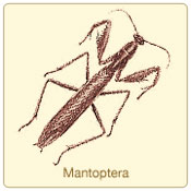 mantoptera.jpg