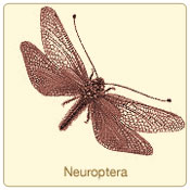 neuroptera.jpg